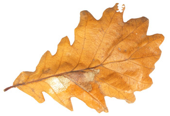 Naklejka na ściany i meble Autumn oak leaf isolated on white