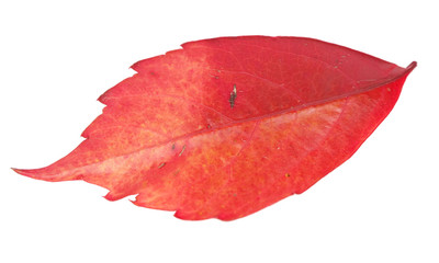 Autumn leaf isolated on white
