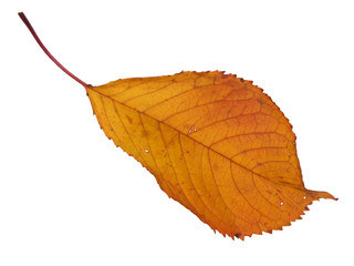 Autumn leaf isolated on white