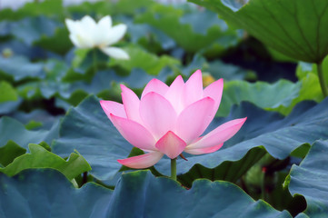 Lotus in summer