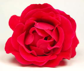 Rose bloom isolated on white