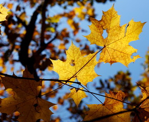 Autumnal leaf of maple and sunlight