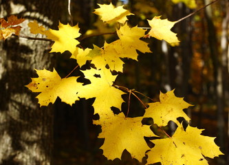 Autumnal leaf of maple and sunlight