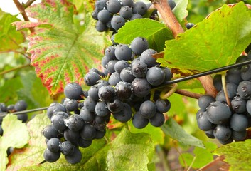 Rotwein1