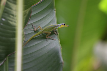 Lézard
