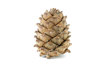 pine cone isolated on white