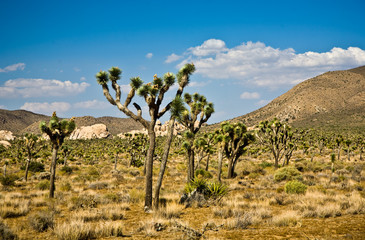 Fototapeta na wymiar Schöner Cholla Kaktus Garten im Joshua Tree National Park