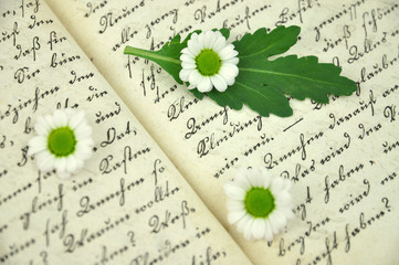 Tiny Daisies on Diary