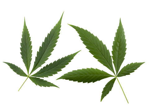 Cannabis (hemp)