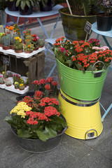 A display of flowers and plants for sale