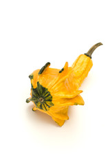 Fototapeta premium Autumn Squash