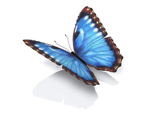 Blue Morho