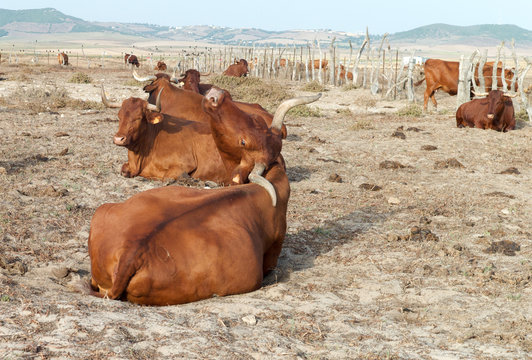 Stiere auf der Weide