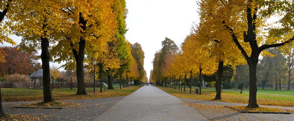Baumallee im Herbst © fothoss