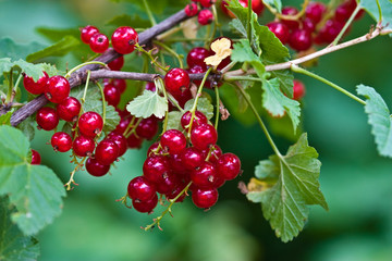 red currant