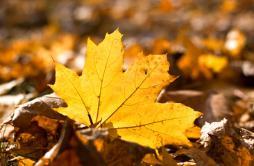 autumn leaves background