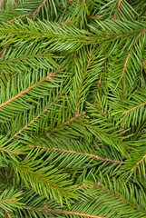 Background from branches of a fur-tree