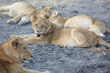Lions at rest