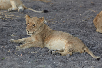 Lions at rest