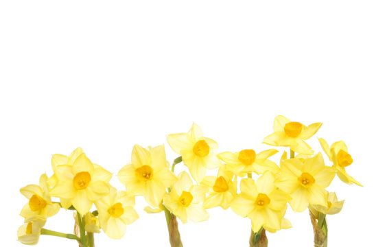 Daffodil spray