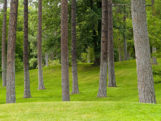 Obraz premium Grassy Park and Trees