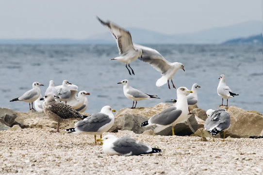 Sea gulls on beach