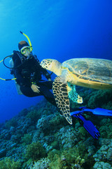 Turtle meets Scuba Diver