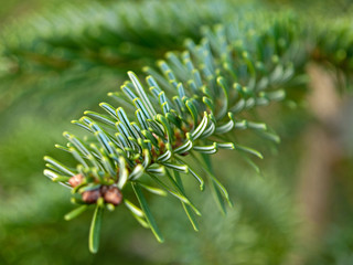 Naklejka na ściany i meble Closeup of Christmas pine fir tree
