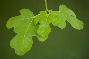 Green fig leaves on a twig against a green backdrop