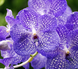 Blaue Orchidee - blue orchid