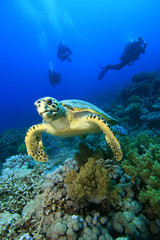Hawksbill Turtle and Scuba DIvers © Richard Carey