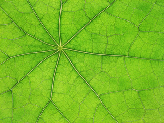 Naklejka na ściany i meble Green leaf veins 03