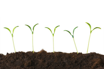 Seedlings isolated on the white background