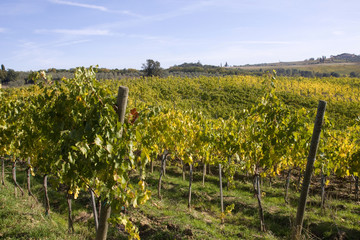 Fototapeta na wymiar tuscany grapes