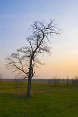 Fototapeta na wymiar Landscape with lonely tree