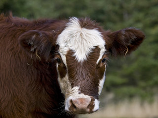Yearly Calf Portrait