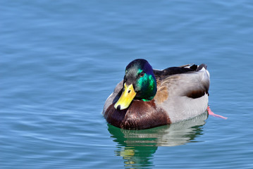 Obraz premium Male Mallard Duck