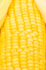 Extreme close up of yellow corn cobs