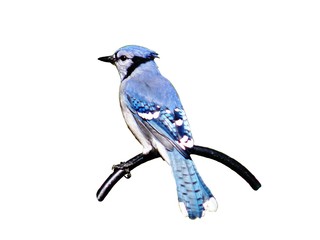 Blue Jay