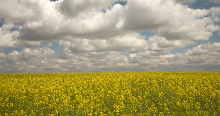 Naklejka premium Brassica napus