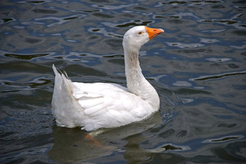 White Goose