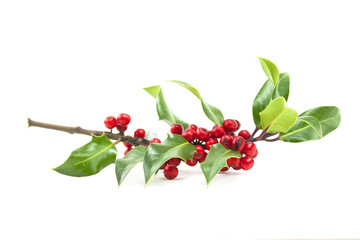 holly and red berries