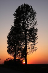 Fototapeta premium Sunset and trees