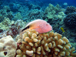 Blackside Hawkfish sitting on Coral
