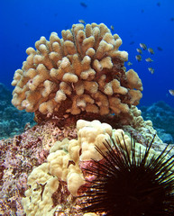 Urchin and Coral Head on a Reef in Hawaii with Fish
