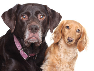 Dog friends, a lab and a dachshund.