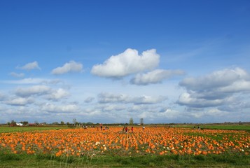 Fototapeta na wymiar pumpkin farm