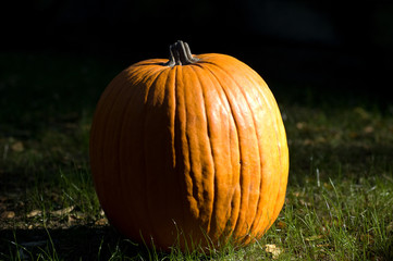 Single Pumpkin
