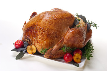 Holiday turkey on white