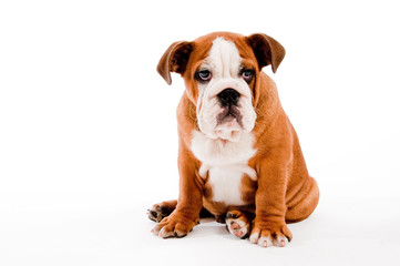 Fototapeta premium puppy